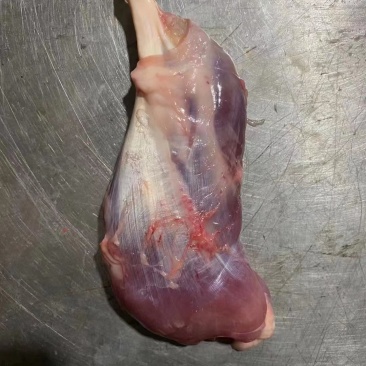 母猪鼠腱,猪内腱