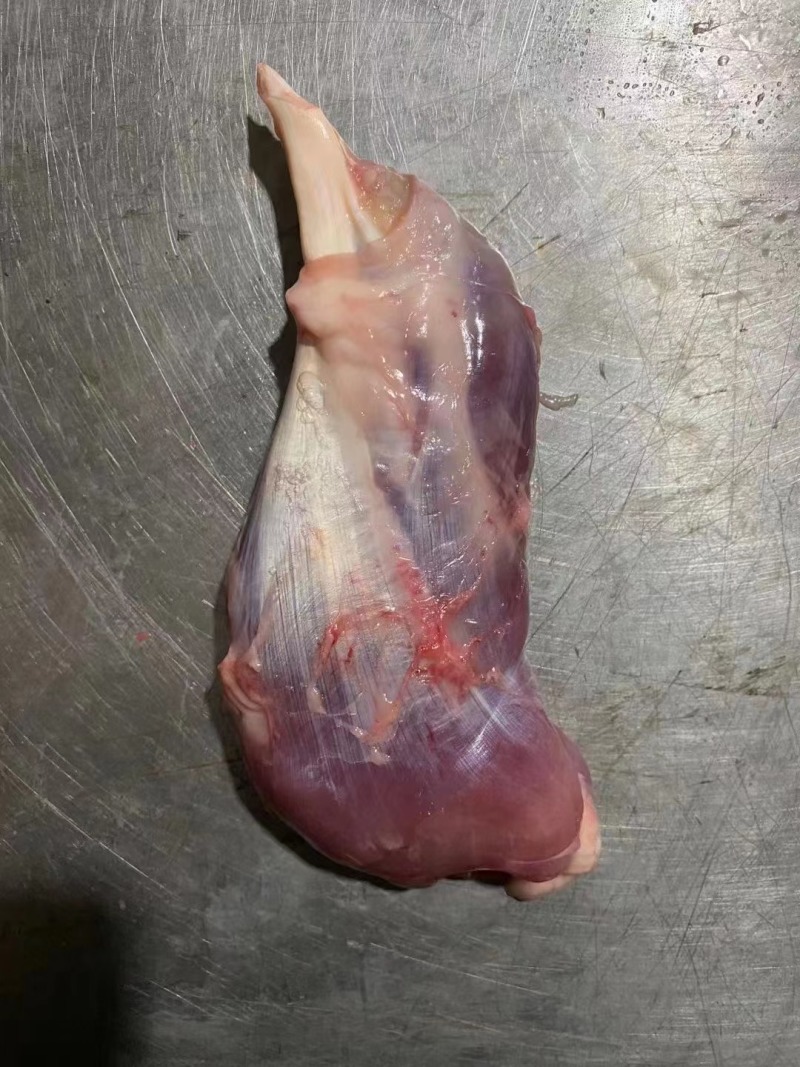 母猪鼠腱，猪内腱