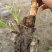 单季茭白苗基地直销量大质优价格优惠一手货源欢迎采购
