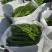 平凉辣椒量大货足品质高全国发货新鲜蔬菜批发