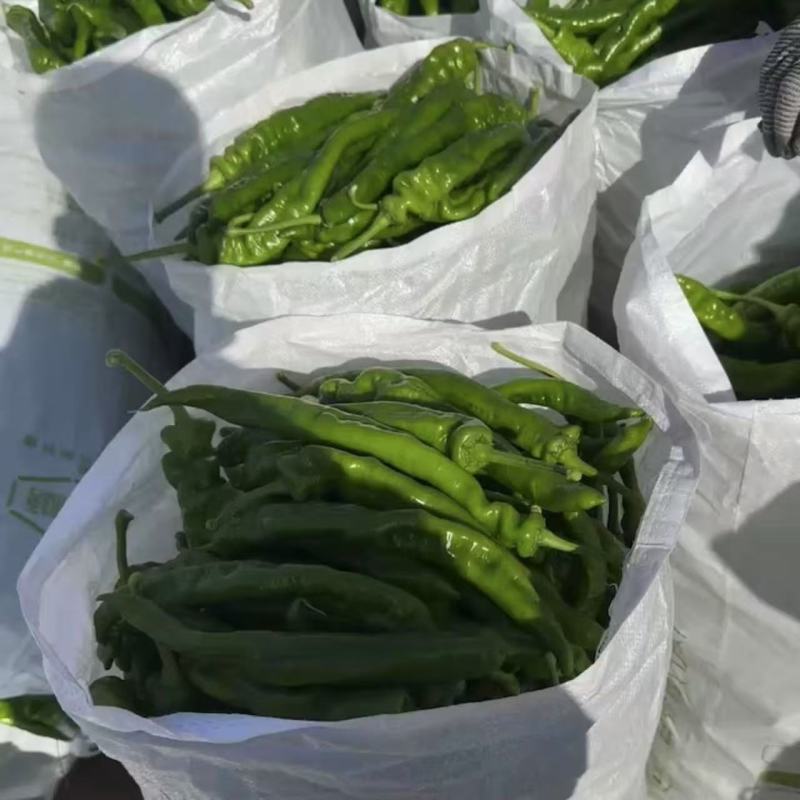平凉辣椒量大货足品质高全国发货新鲜蔬菜批发
