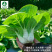 矮冠-青菜种子白梗菜无纤维味道鲜美四季可种