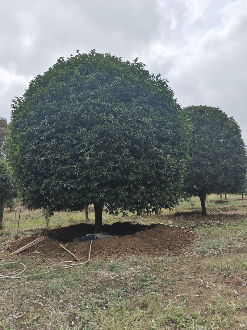 【八月桂】广西精品桂花树苗圃直供质量保证欢迎联系洽谈