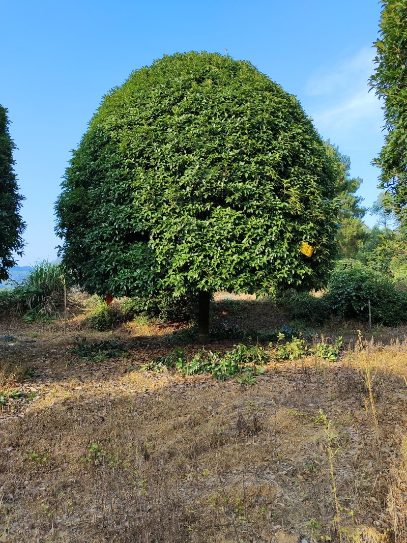 【八月桂】广西精品桂花树苗圃直供质量保证欢迎联系洽谈
