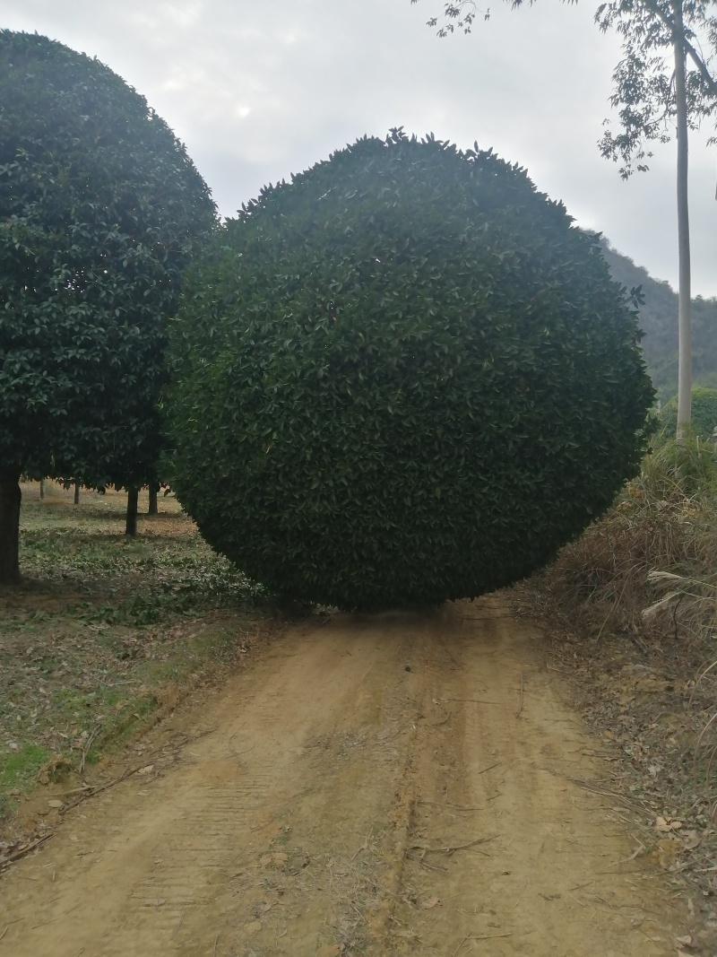 【八月桂】广西精品桂花树苗圃直供质量保证欢迎联系洽谈