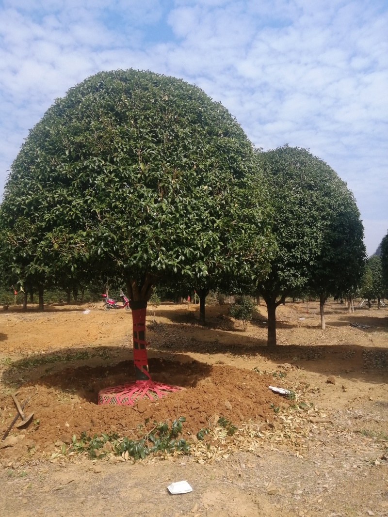 【八月桂】广西精品桂花树苗圃直供质量保证欢迎联系洽谈