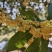 【纯手工蜂蜜桂花茶】广西自家桂花酿制质量保证全国发货