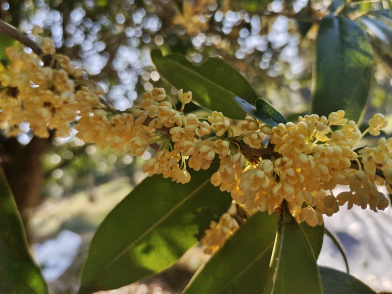 【纯手工蜂蜜桂花茶】广西自家桂花酿制质量保证全国发货