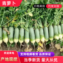 水果萝卜，里外青萝卜，山东绿萝卜，山东萝卜大量供应，基地
