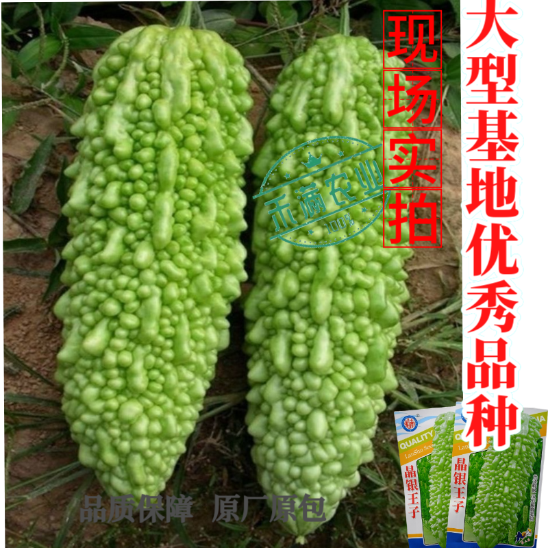 蓝蔬种业晶银王子苦瓜种子果瘤粗大型绿苦瓜四季抗病特大苦瓜