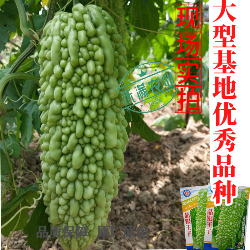 蓝蔬种业晶银王子苦瓜种子果瘤粗大型绿苦瓜四季抗病特大苦瓜