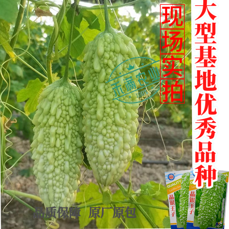 蓝蔬种业晶银王子苦瓜种子果瘤粗大型绿苦瓜四季抗病特大苦瓜