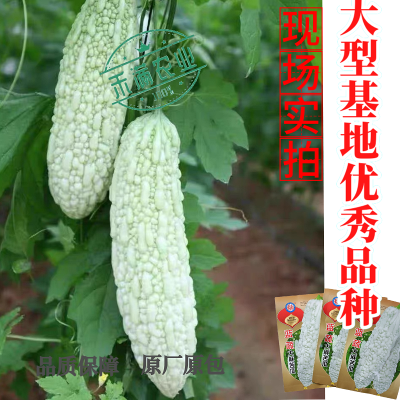蓝蔬大麻苦瓜种子甘甜不苦基地优选春播抗病耐热蓝山大白苦瓜