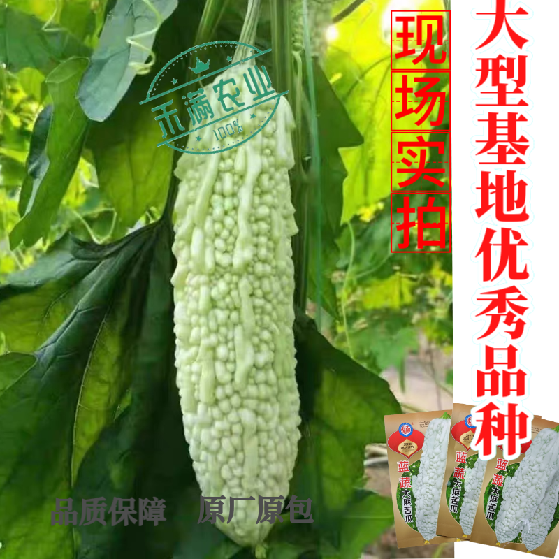 蓝蔬大麻苦瓜种子甘甜不苦基地优选春播抗病耐热蓝山大白苦瓜