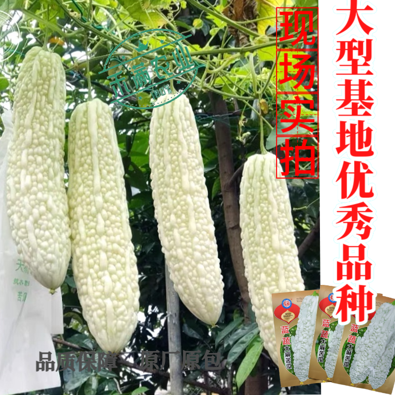 蓝蔬大麻苦瓜种子甘甜不苦基地优选春播抗病耐热蓝山大白苦瓜