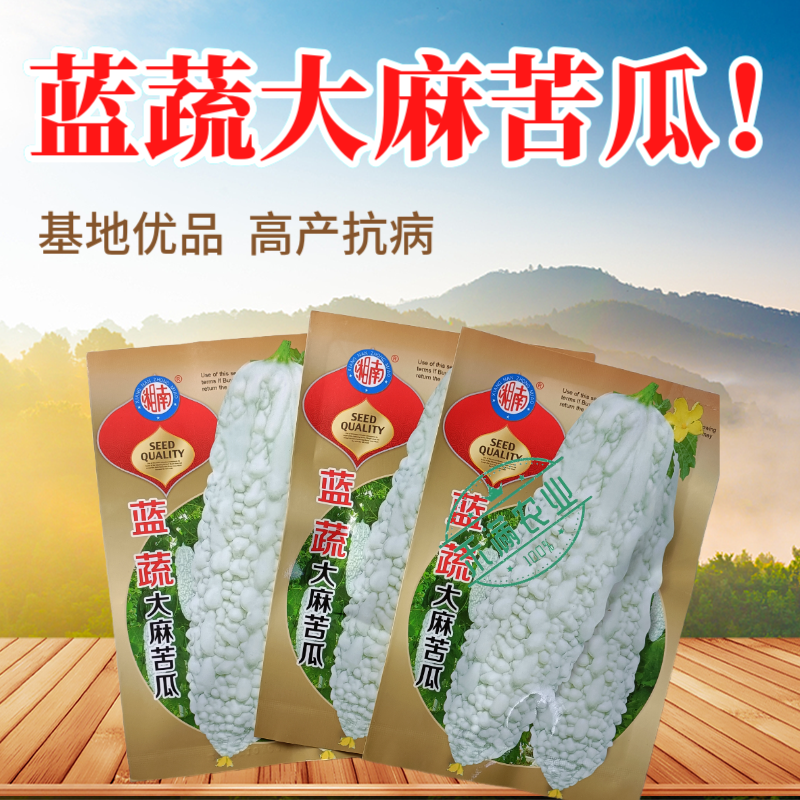 蓝蔬大麻苦瓜种子甘甜不苦基地优选春播抗病耐热蓝山大白苦瓜