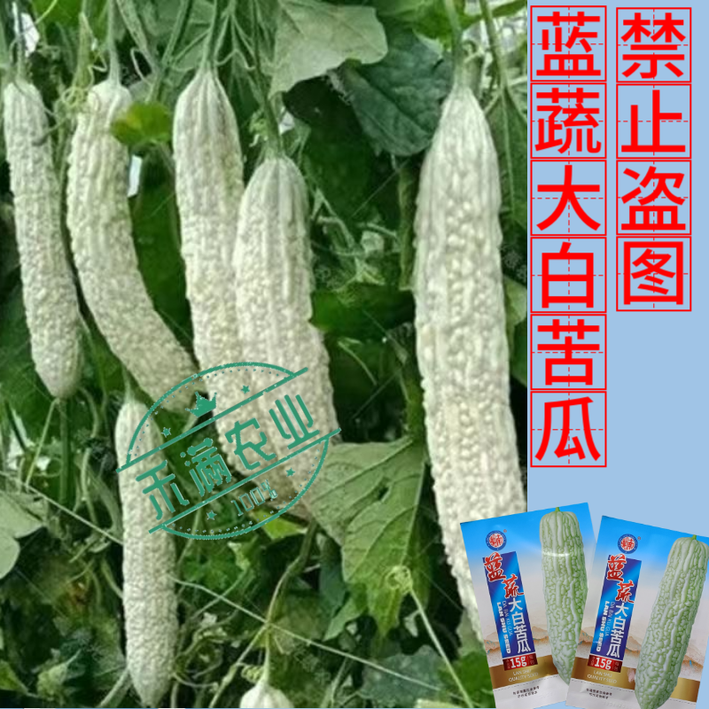 蓝蔬种业蓝山大白苦瓜种子基地优选高产抗病耐寒耐热四季蔬菜