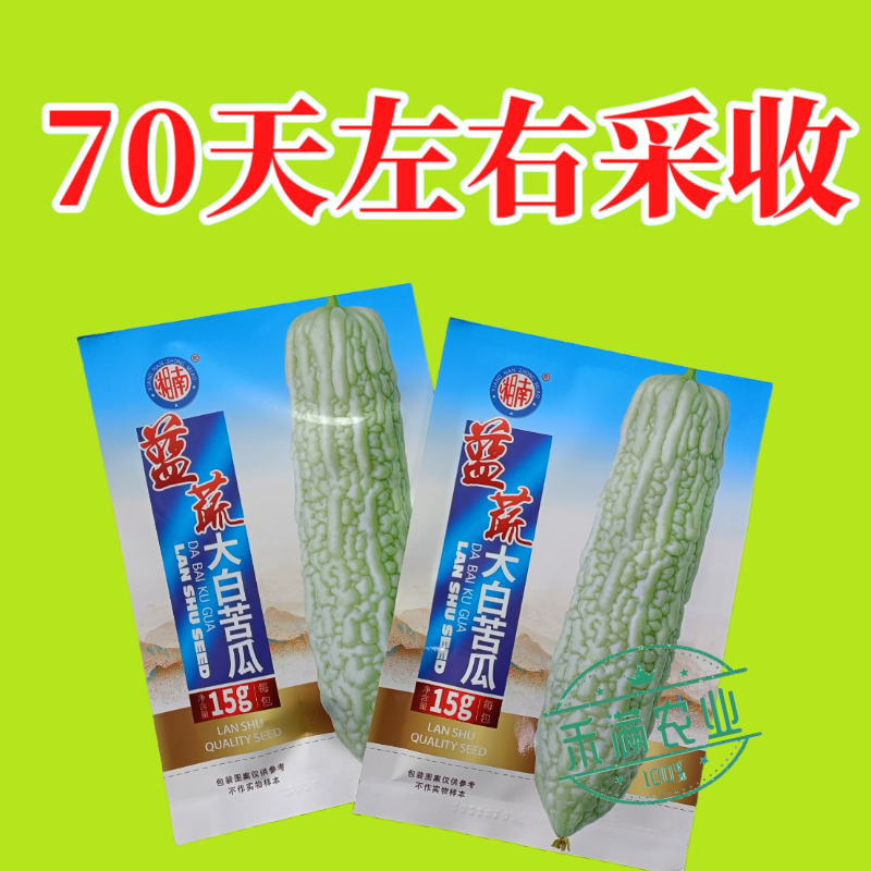 蓝蔬种业蓝山大白苦瓜种子基地优选高产抗病耐寒耐热四季蔬菜