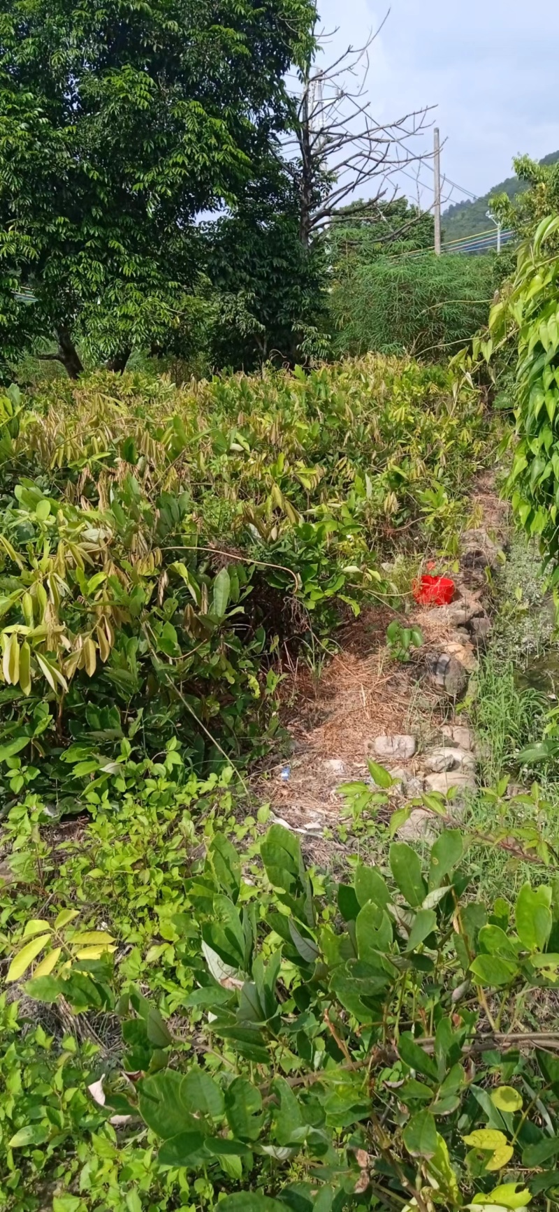 【品质保证】毒鱼藤根一手货源产地直发欢迎来电咨询