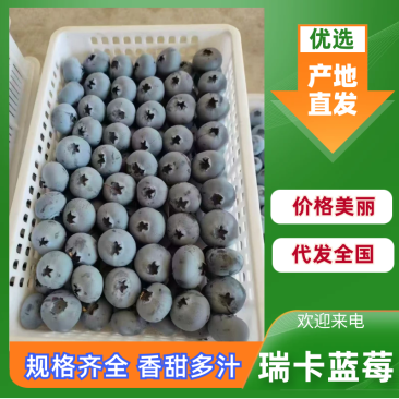 山东精品蓝莓大量上市瑞卡蓝莓L25蓝莓质量保证全国发货