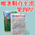 蓝蔬绿冠8号青苦瓜种子耐热耐寒多肉大果型青苦瓜翠玉绿色苦