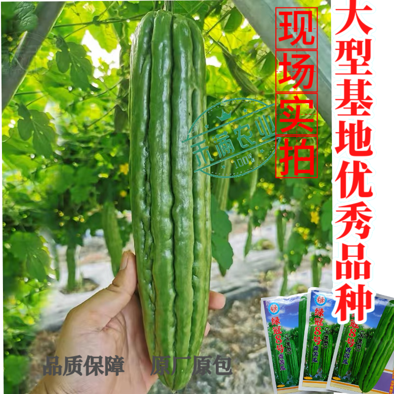 蓝蔬绿冠8号青苦瓜种子耐热耐寒多肉大果型青苦瓜翠玉绿色苦