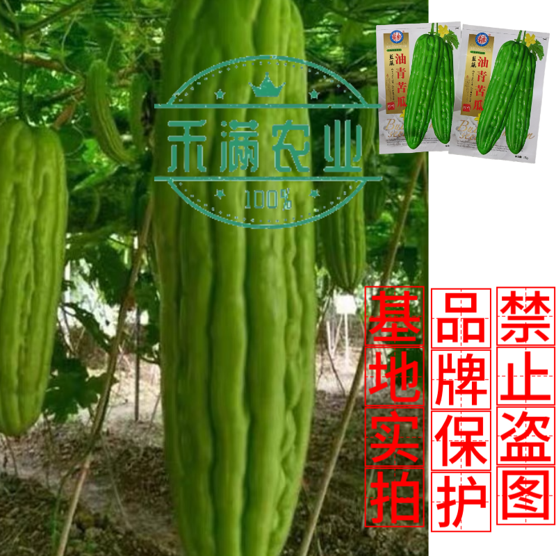 油青大苦瓜种子耐热耐寒多肉苦瓜种籽早熟翠玉绿色苦瓜种籽