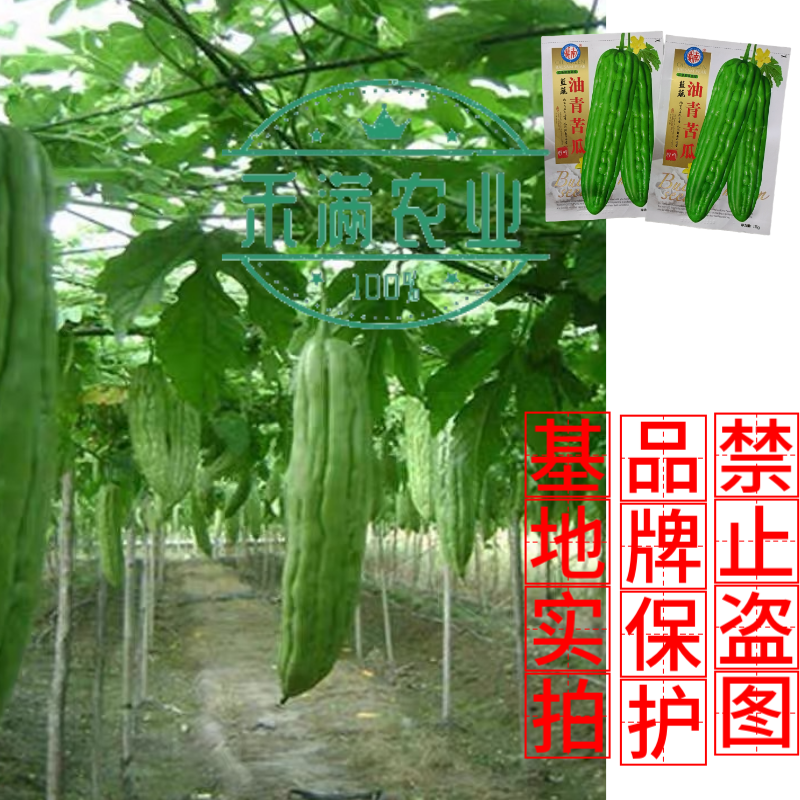 油青大苦瓜种子耐热耐寒多肉苦瓜种籽早熟翠玉绿色苦瓜种籽