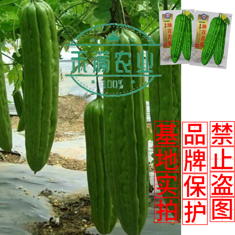 油青大苦瓜种子耐热耐寒多肉苦瓜种籽早熟翠玉绿色苦瓜种籽