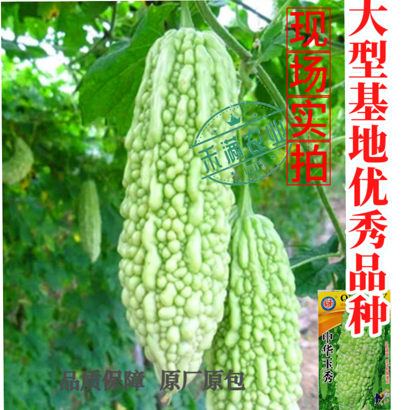 中华玉秀苦瓜种子耐热耐寒珍珠苦瓜种籽早熟翠玉绿色苦瓜籽