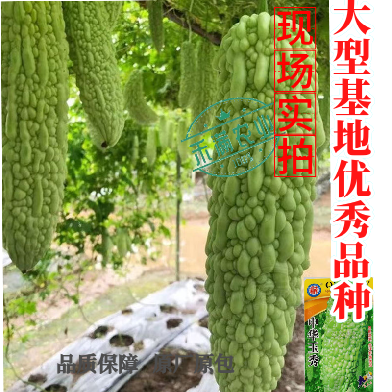 中华玉秀苦瓜种子耐热耐寒珍珠苦瓜种籽早熟翠玉绿色苦瓜籽