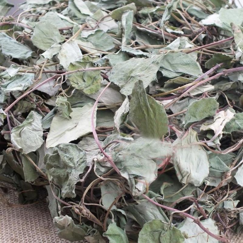大叶金钱草中草药新鲜晒干金前草泡茶泡水喝