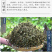 大叶金钱草中草药新鲜晒干金前草泡茶泡水喝