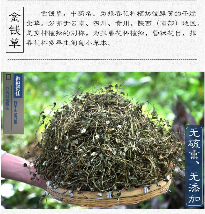大叶金钱草中草药新鲜晒干金前草泡茶泡水喝