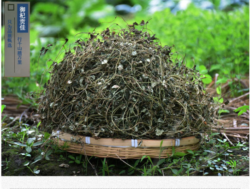 大叶金钱草中草药新鲜晒干金前草泡茶泡水喝