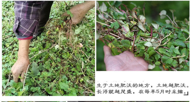 大叶金钱草中草药新鲜晒干金前草泡茶泡水喝