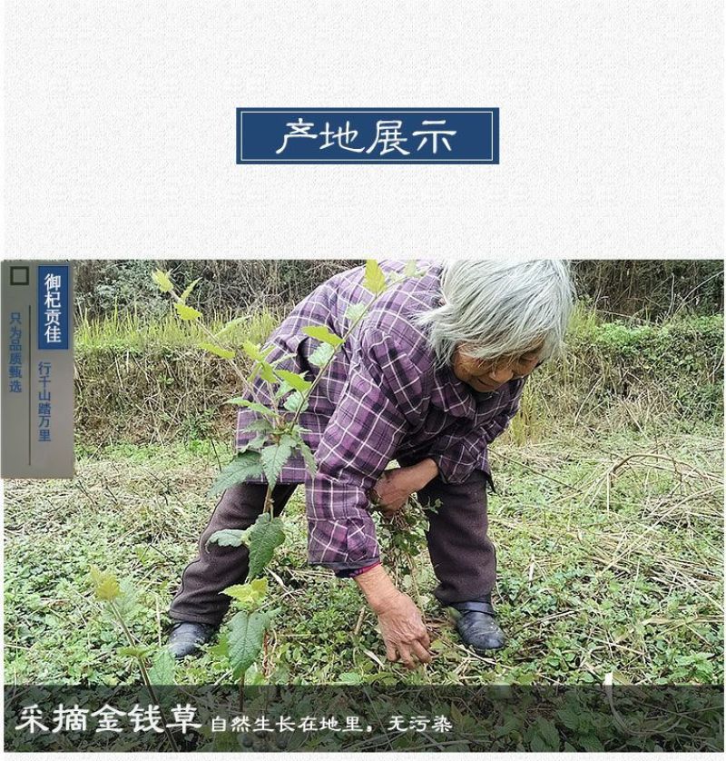 大叶金钱草中草药新鲜晒干金前草泡茶泡水喝
