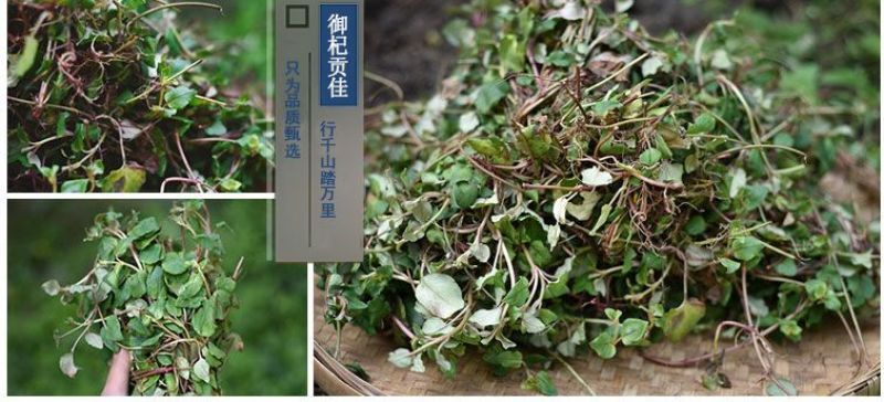 大叶金钱草中草药新鲜晒干金前草泡茶泡水喝
