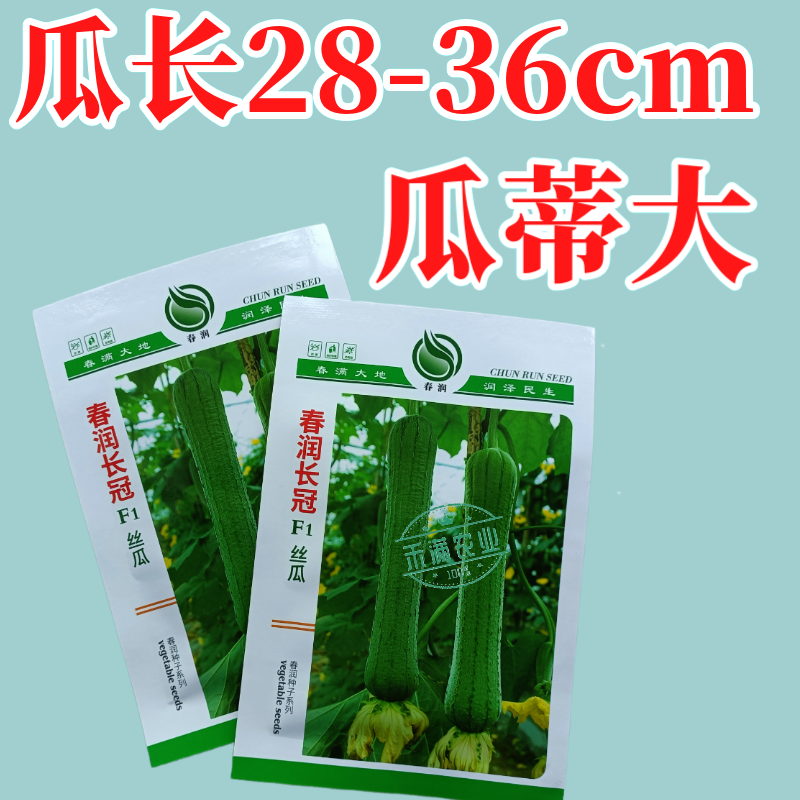 春润长冠杂交丝瓜种子早熟长棒型皱皮白霜丝瓜种子基地精选