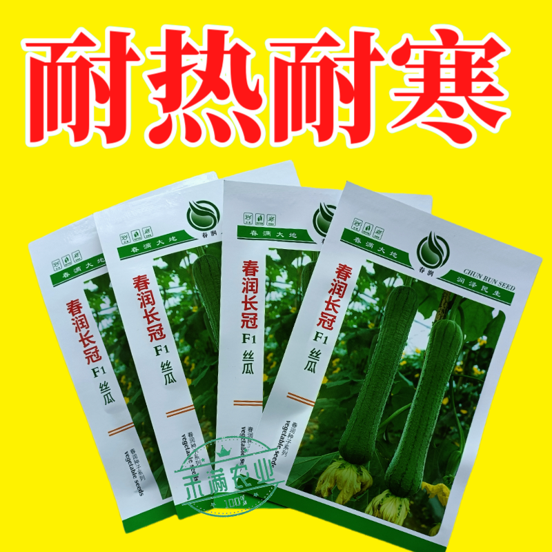 春润长冠杂交丝瓜种子早熟长棒型皱皮白霜丝瓜种子基地精选