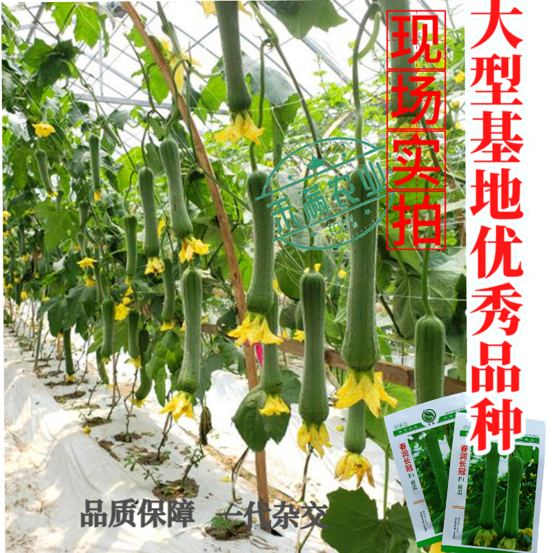 春润长冠杂交丝瓜种子早熟长棒型皱皮白霜丝瓜种子基地精选