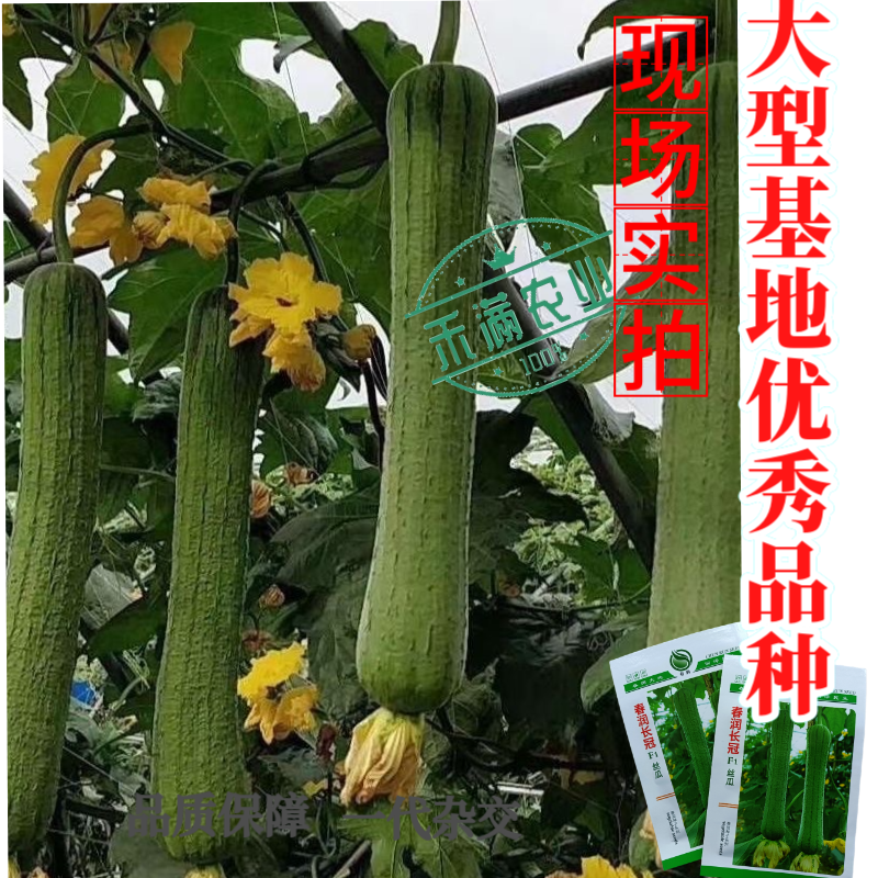 春润长冠杂交丝瓜种子早熟长棒型皱皮白霜丝瓜种子基地精选