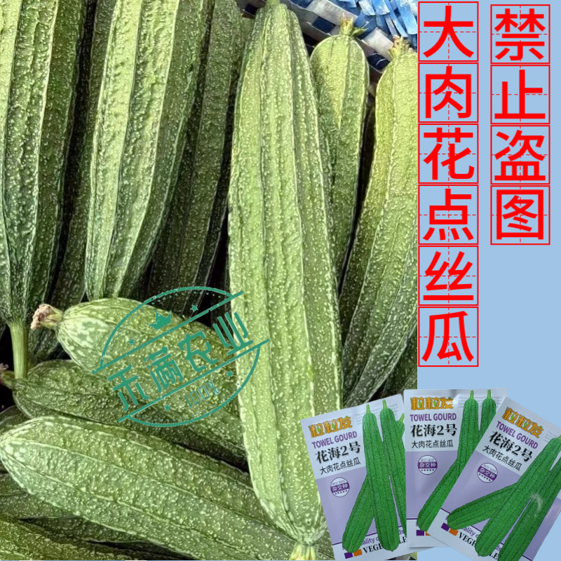 粒粒发花海2号大肉花点丝瓜种子广东广西八棱丝瓜八角丝瓜种