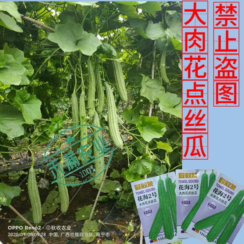 粒粒发花海2号大肉花点丝瓜种子广东广西八棱丝瓜八角丝瓜种