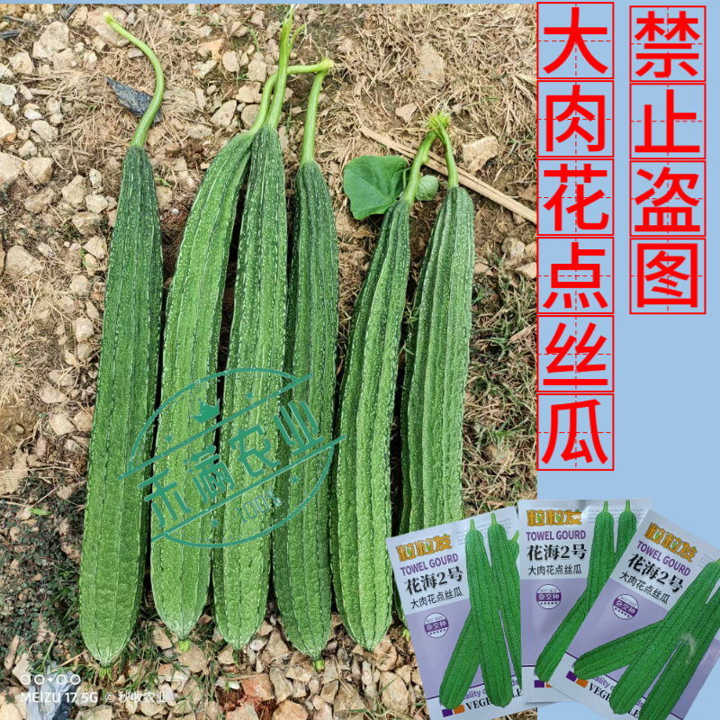 粒粒发花海2号大肉花点丝瓜种子广东广西八棱丝瓜八角丝瓜种