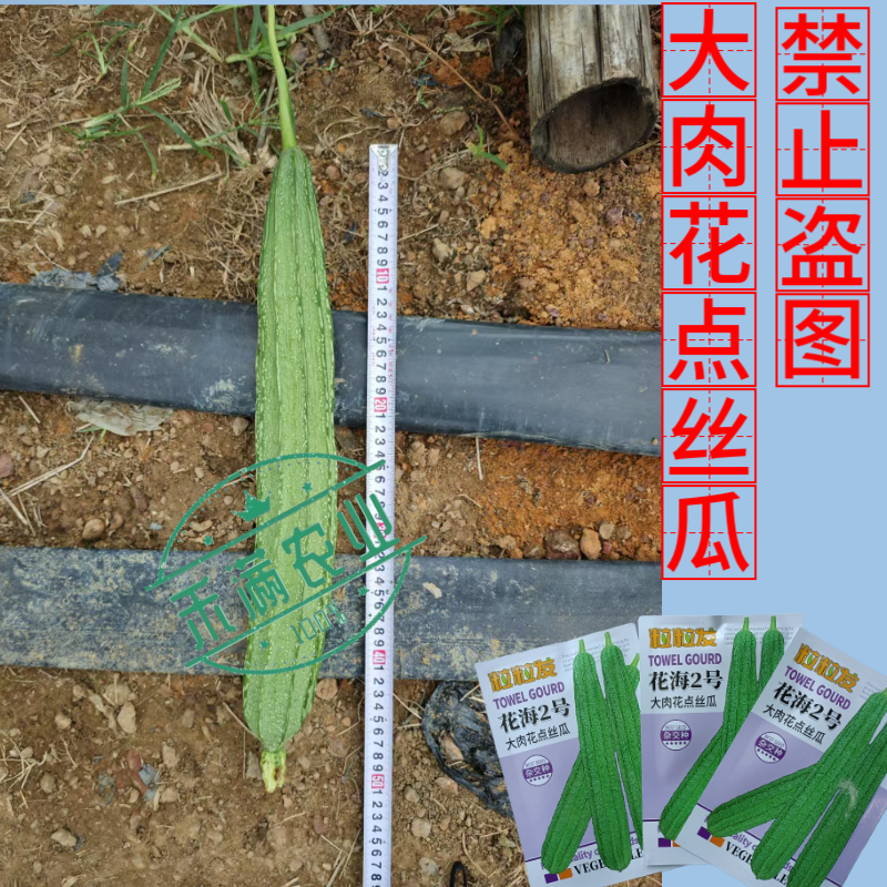 粒粒发花海2号大肉花点丝瓜种子广东广西八棱丝瓜八角丝瓜种