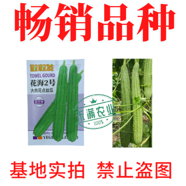 粒粒发花海2号大肉花点丝瓜种子广东广西八棱丝瓜八角丝瓜种