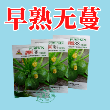 早熟无蔓圆葫南瓜种子靓圆88矮生嫩南瓜西葫芦种籽圆球形高