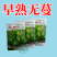早熟无蔓圆葫南瓜种子靓圆88矮生嫩南瓜西葫芦种籽圆球形高