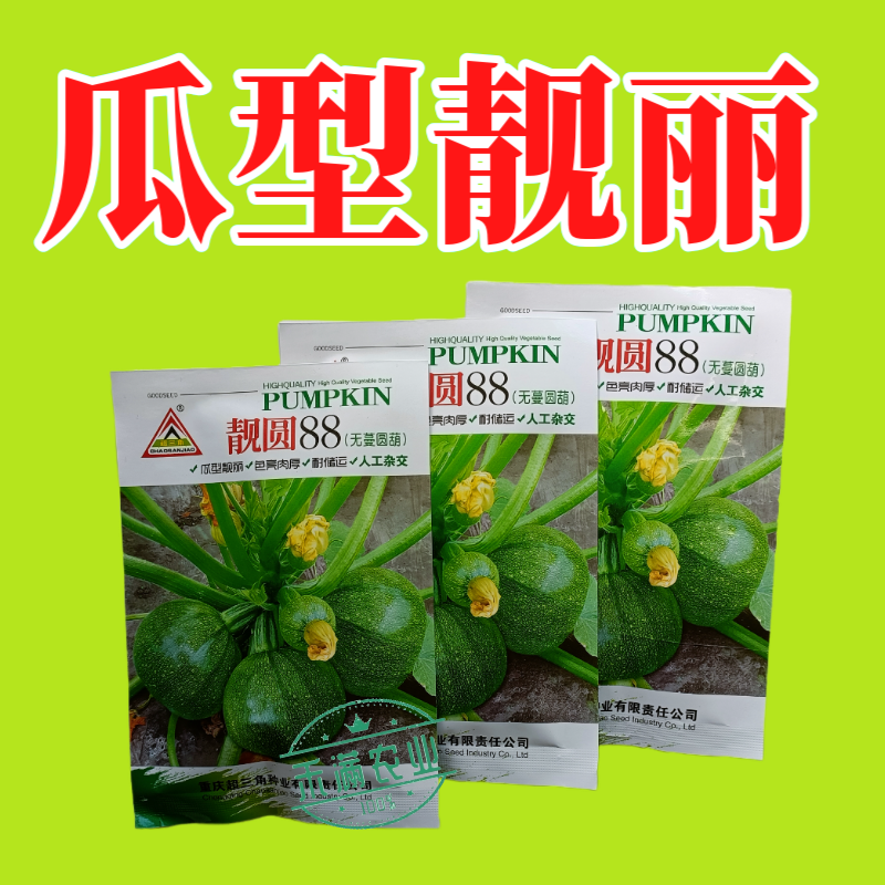 早熟无蔓圆葫南瓜种子靓圆88矮生嫩南瓜西葫芦种籽圆球形高